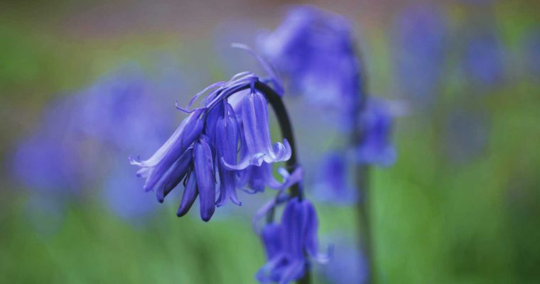 Bluebells: Botanisches Wunder aus Großbritannien