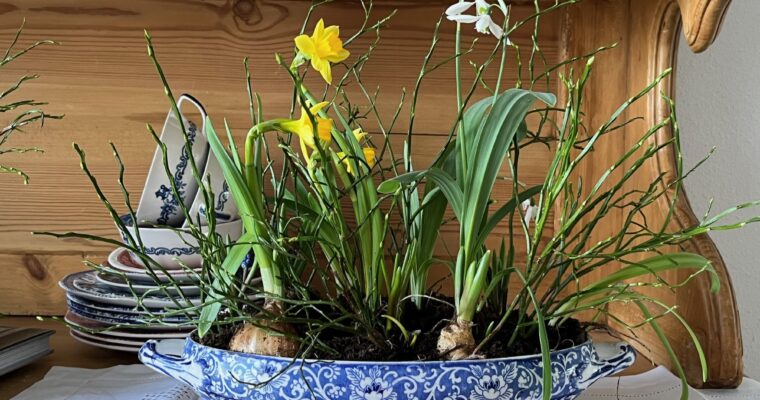 Vintage-Geschirr bepflanzen: Frühling im Cottage-Stil